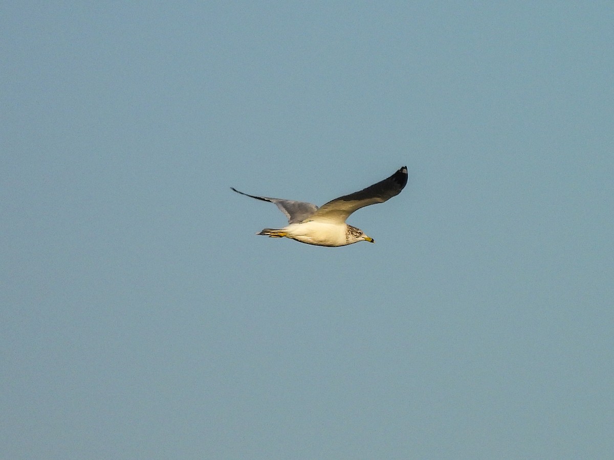 Ring-billed Gull - ML646433125