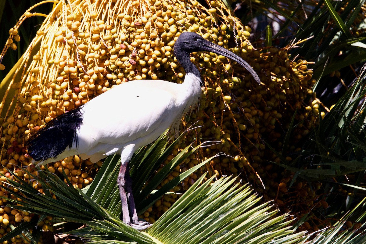 Australian Ibis - ML646433126