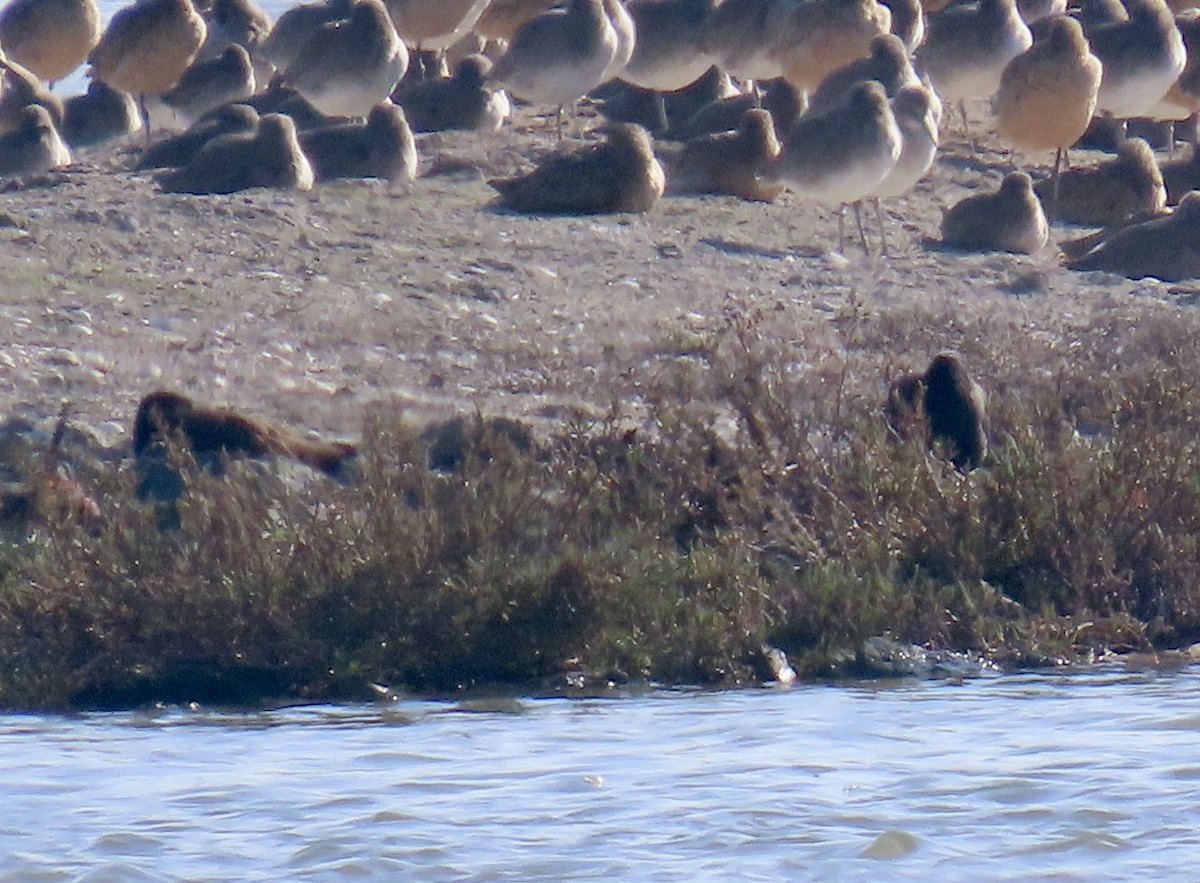 ústřičník západní - ML646433127