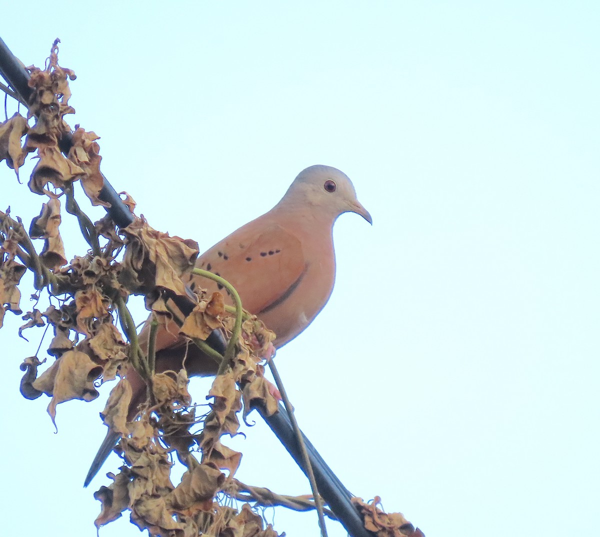 Ruddy Ground Dove - ML646433128