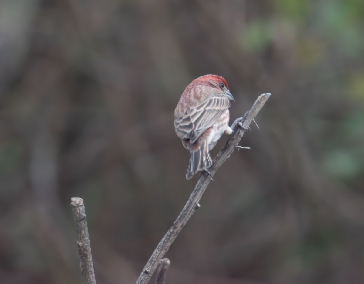 House Finch - ML646433129