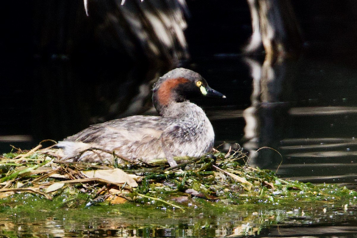 Australasian Grebe - ML646433130