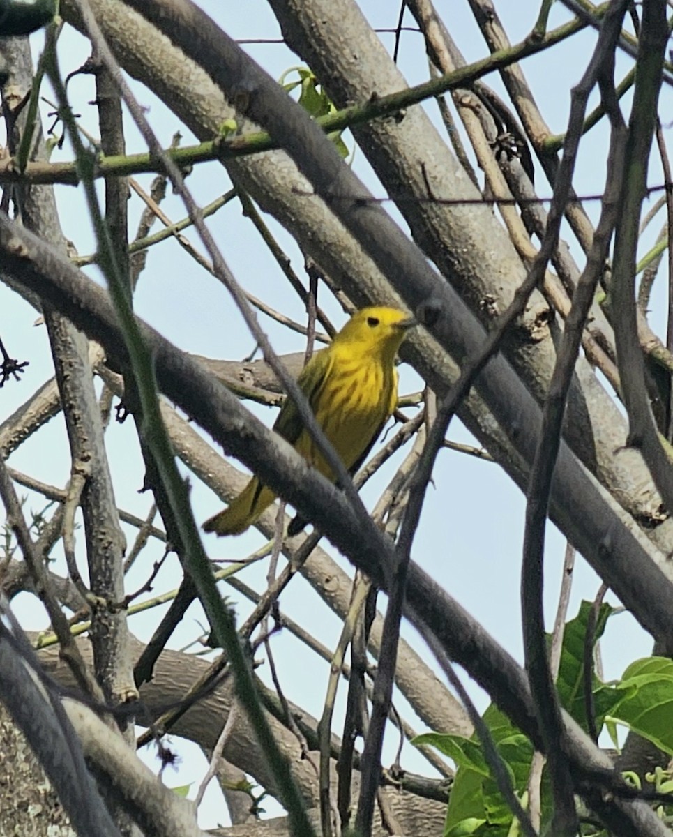 Northern Yellow Warbler - ML646433131
