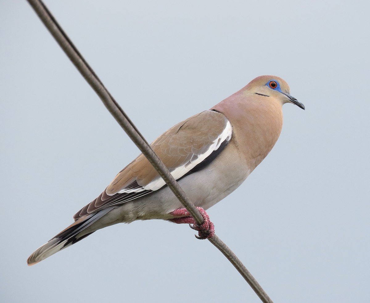 White-winged Dove - ML646433132