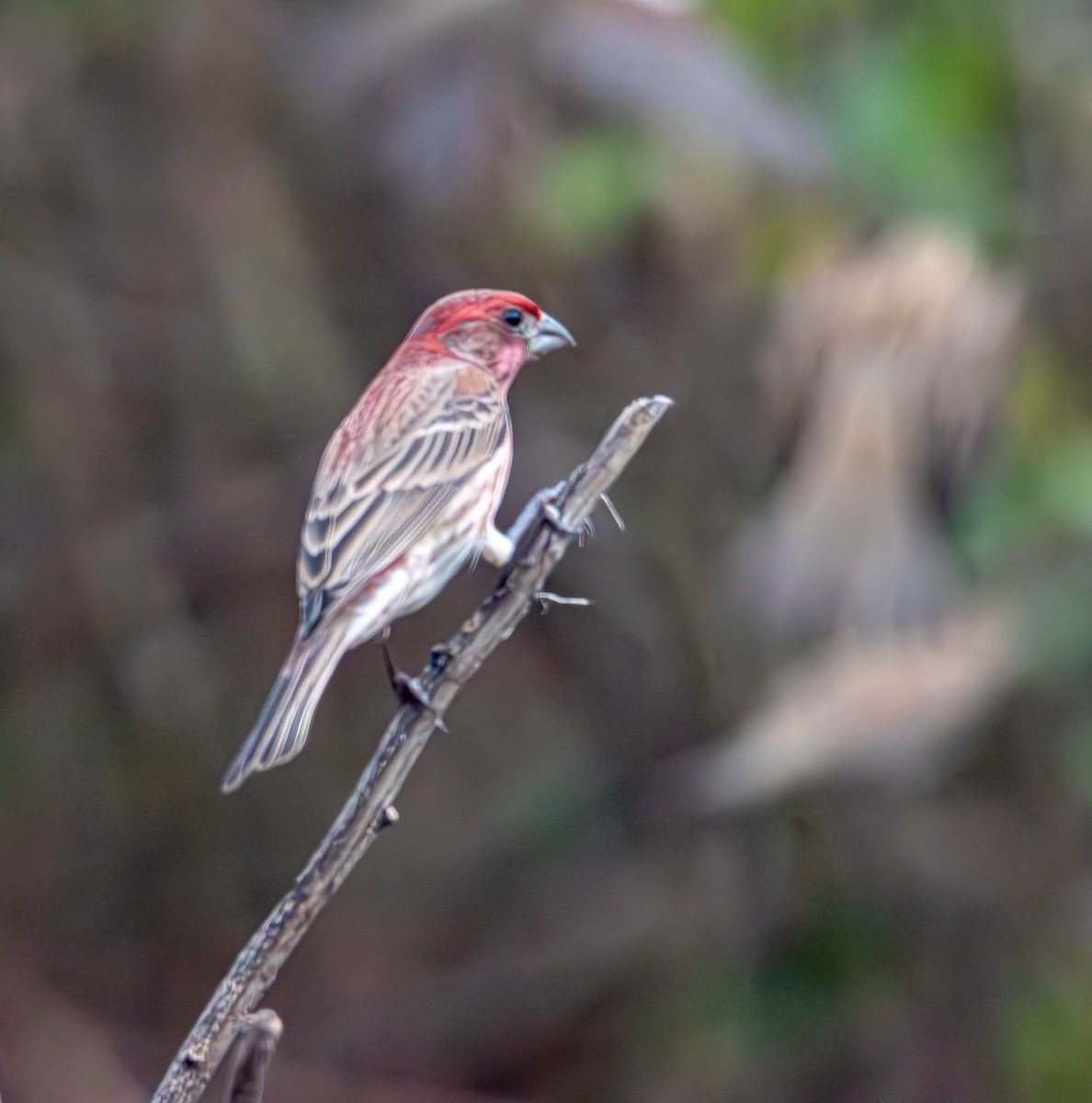 House Finch - ML646433133