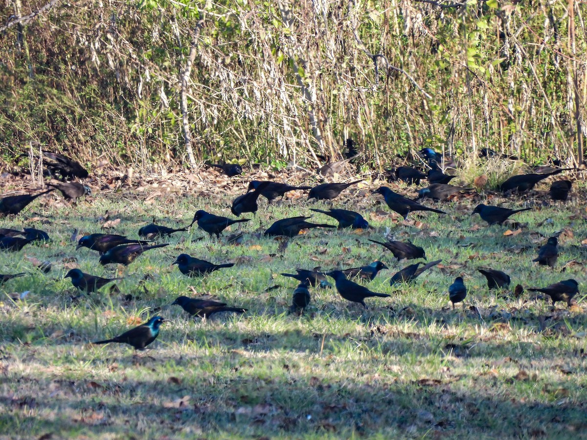 Пурпурный гракл - ML646433135