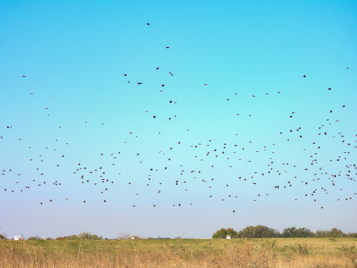 Пурпурный гракл - ML646433136