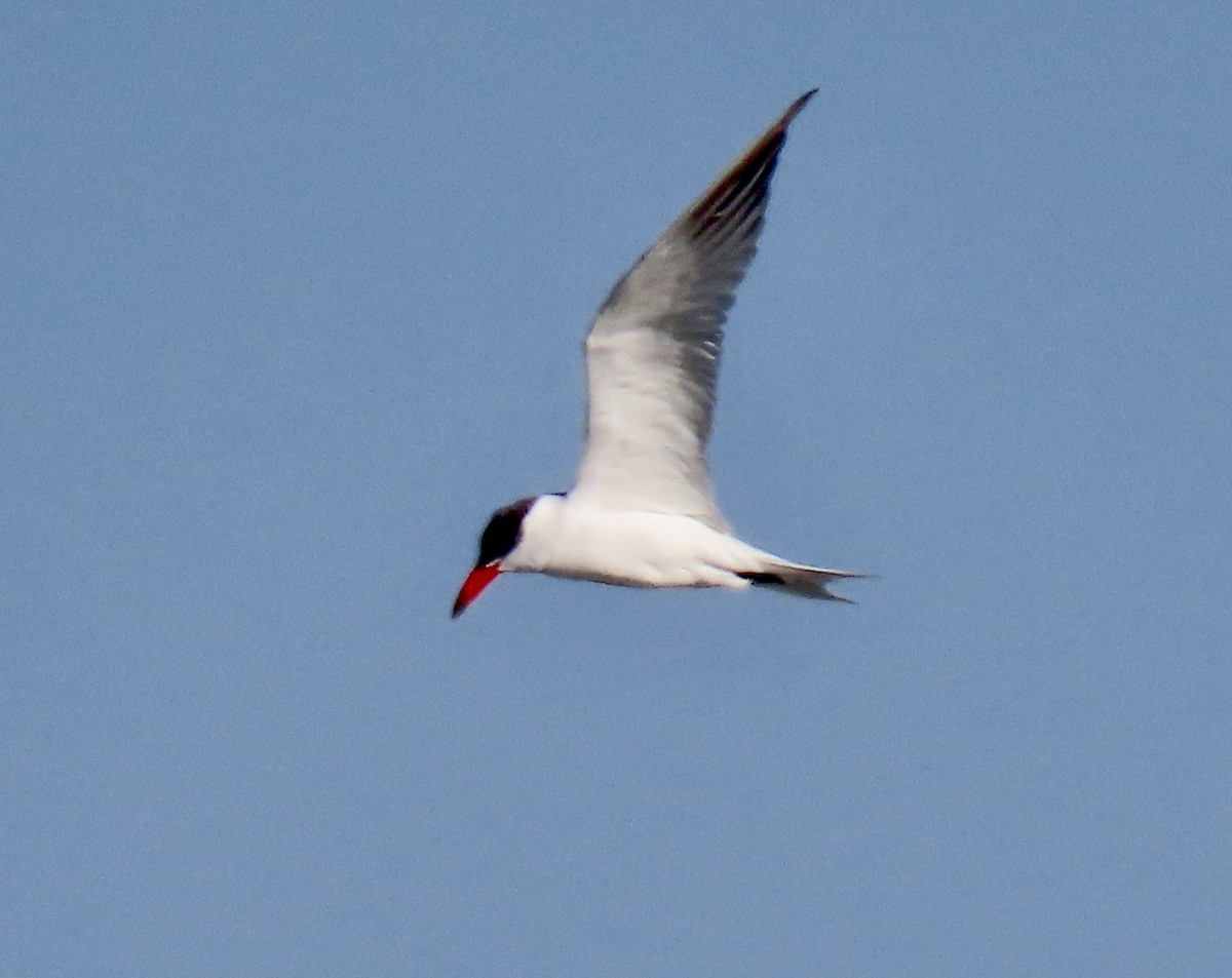 Sterna maggiore - ML646433138