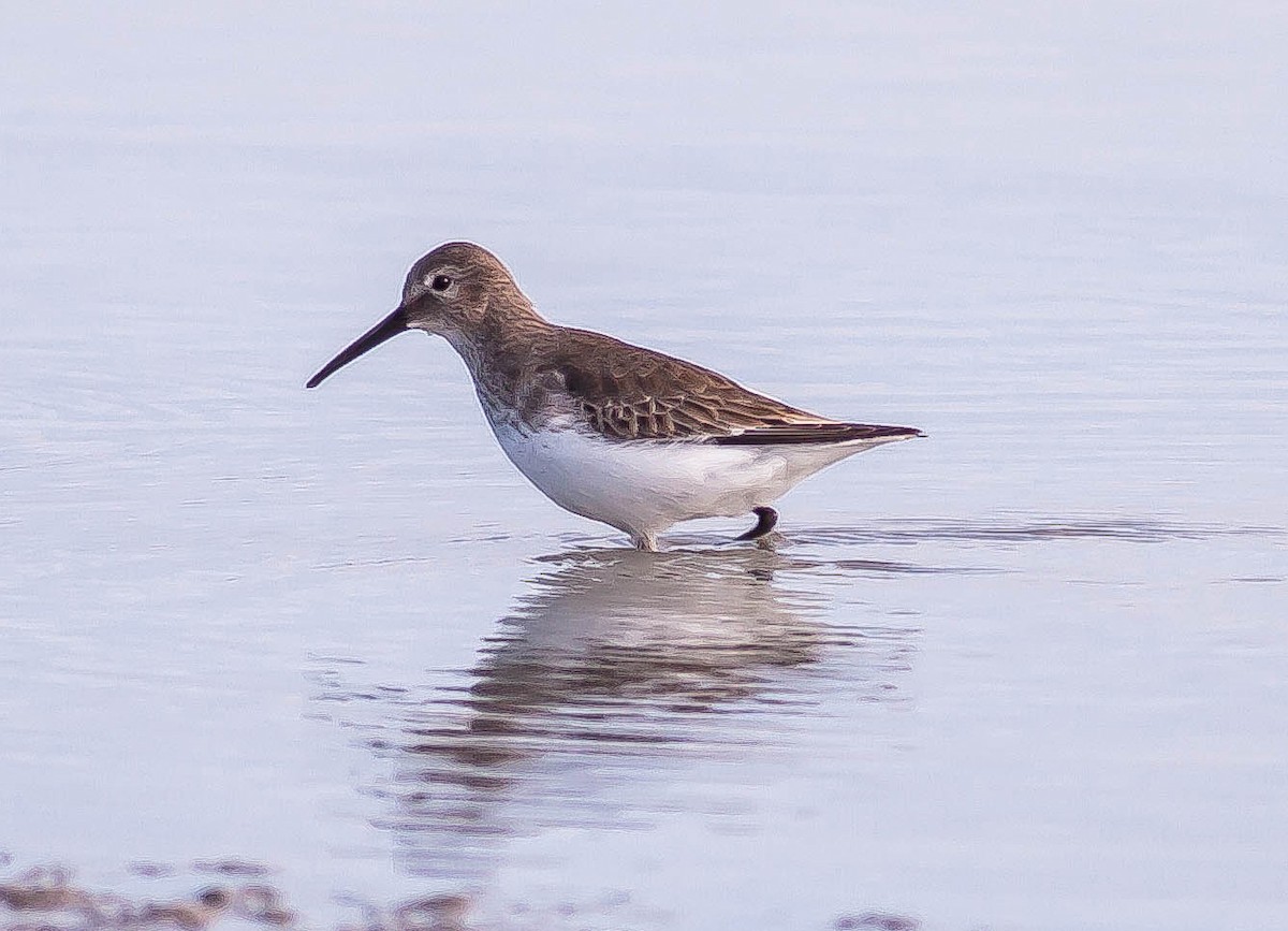 黑腹濱鷸 - ML646433139