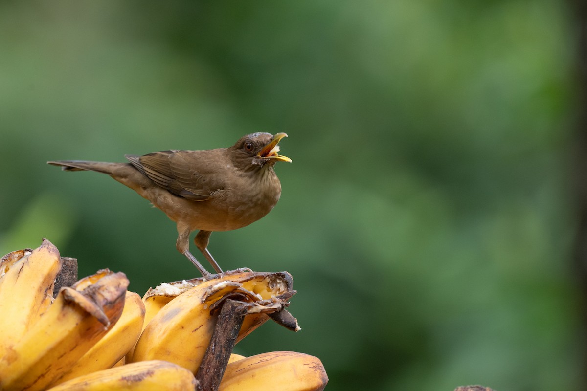 Merle fauve - ML646433141