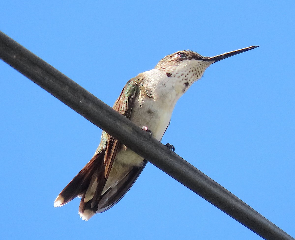 Colibri à gorge rubis - ML646433143
