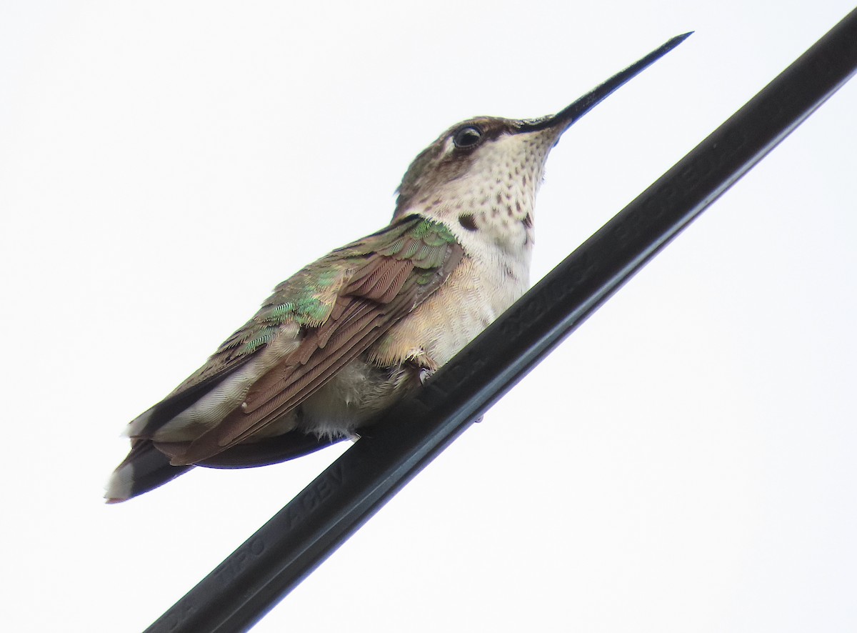 Colibri à gorge rubis - ML646433144