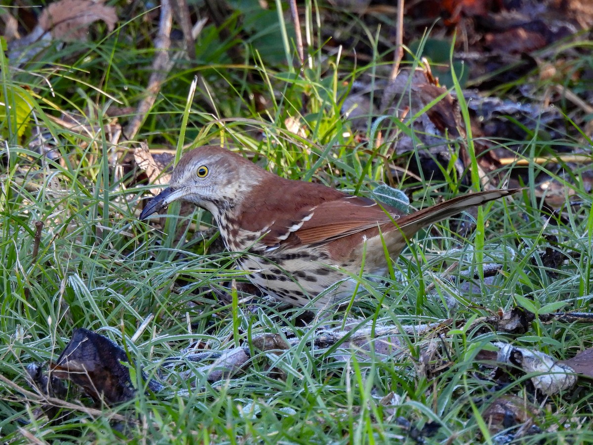 Cuitlacoche Rojizo - ML646433145