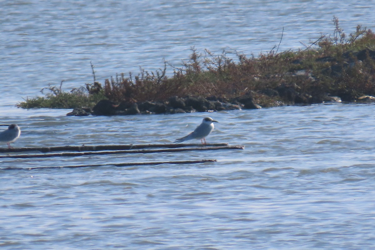 rybák severoamerický - ML646433146