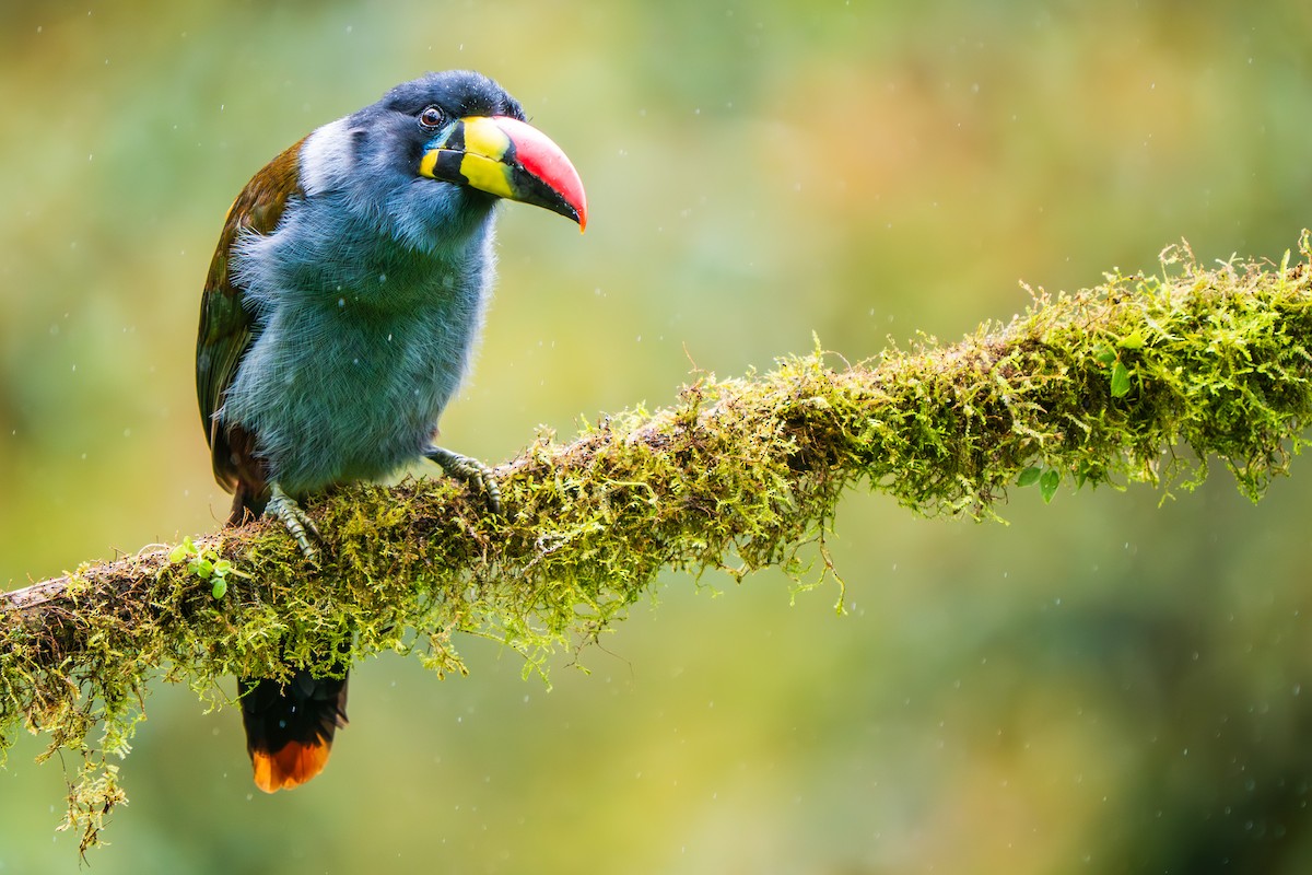 Gray-breasted Mountain-Toucan - ML646433147