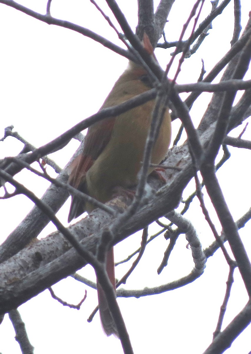 Northern Cardinal - ML646433148