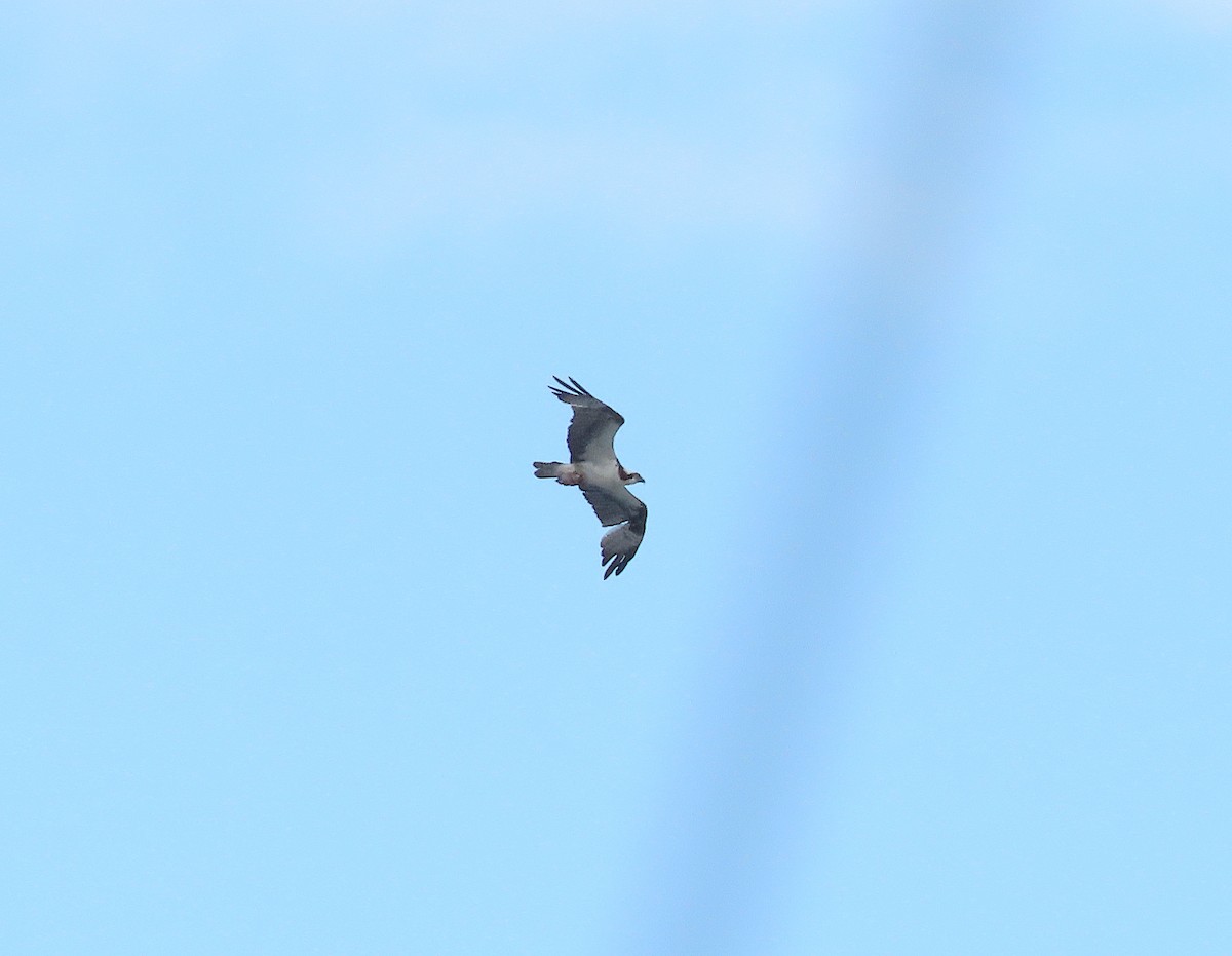 Osprey - ML646433149