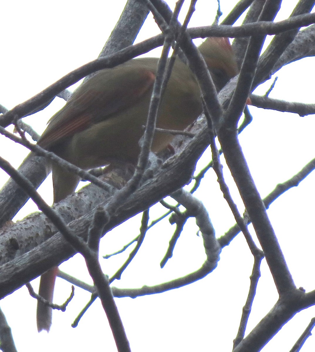 Northern Cardinal - ML646433150