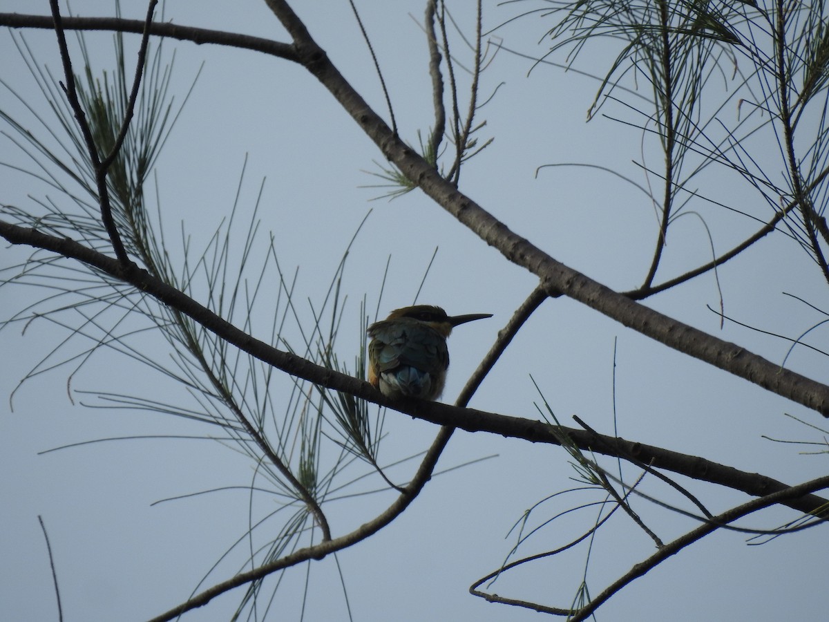 Blue-tailed Bee-eater - ML646433151