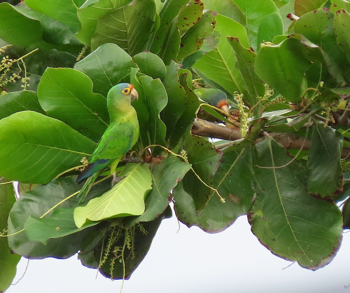 Orange-fronted Parakeet - ML646433152