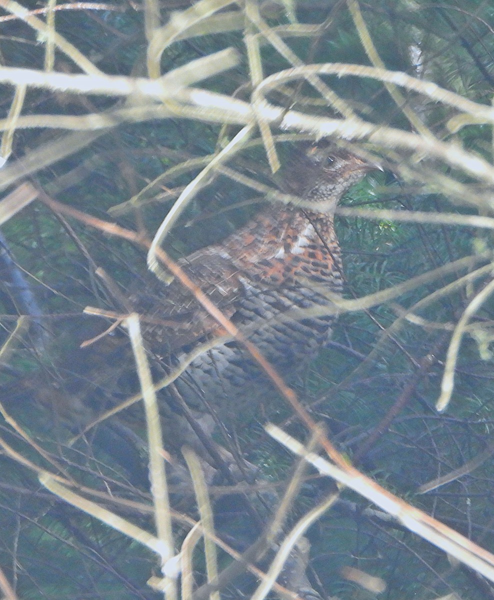 jeřábek kanadský - ML646433153