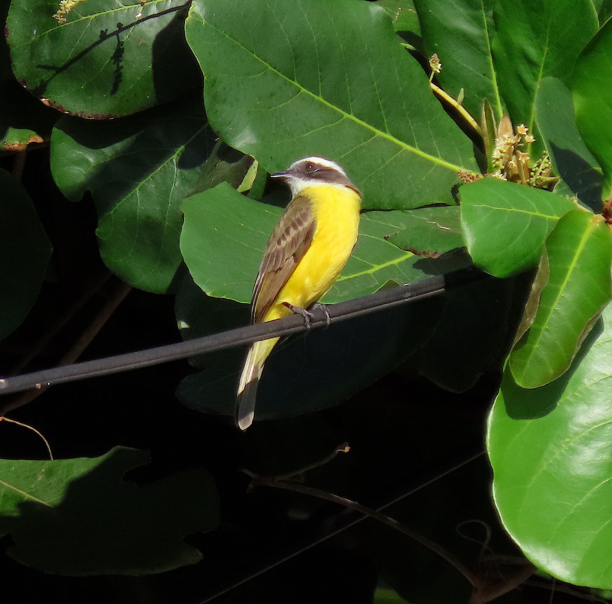 Social Flycatcher - ML646433154