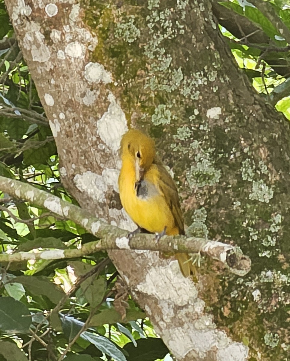 Summer Tanager - ML646433155