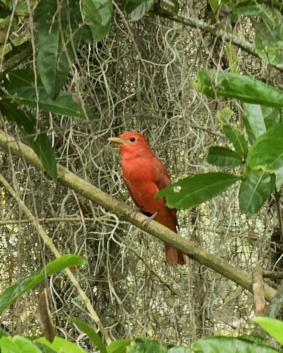 Summer Tanager - ML646433156