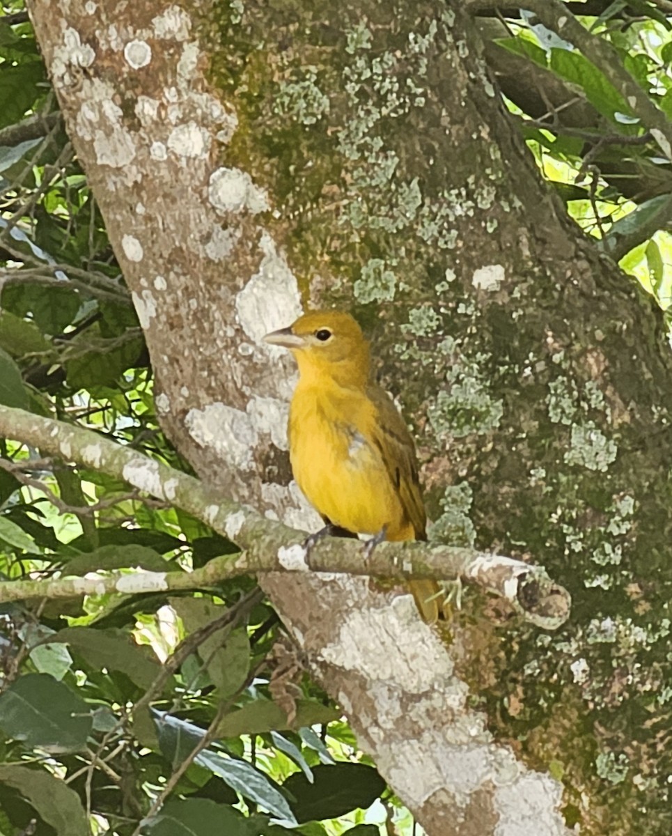 Summer Tanager - ML646433157