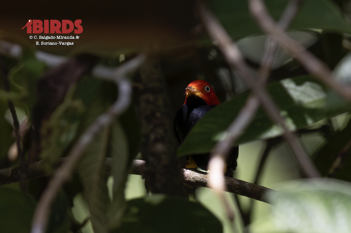 Red-capped Manakin - ML646433160