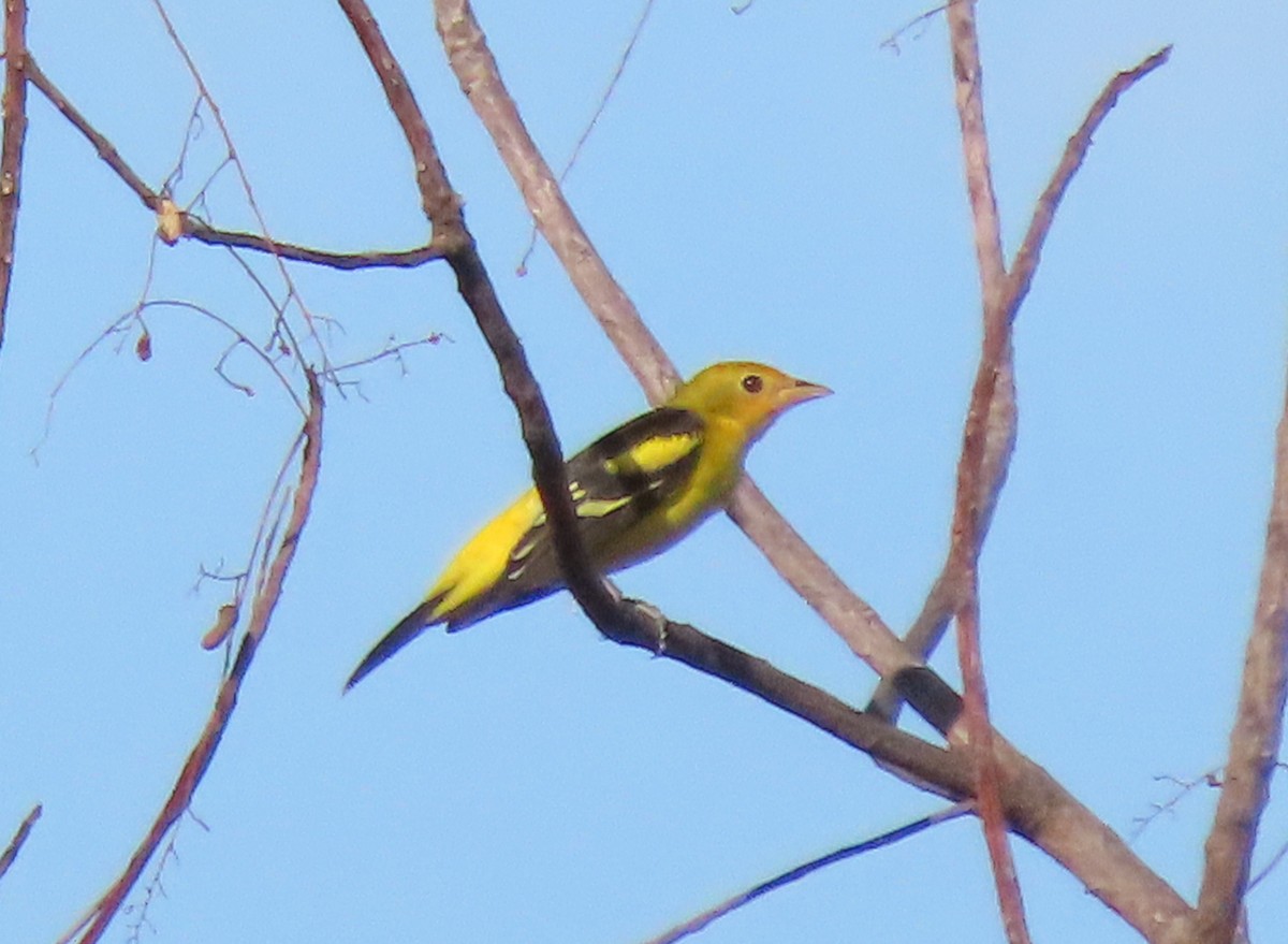 Western Tanager - ML646433161