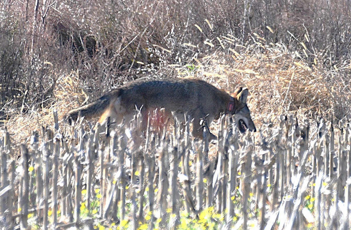 Red Wolf - ML646433162