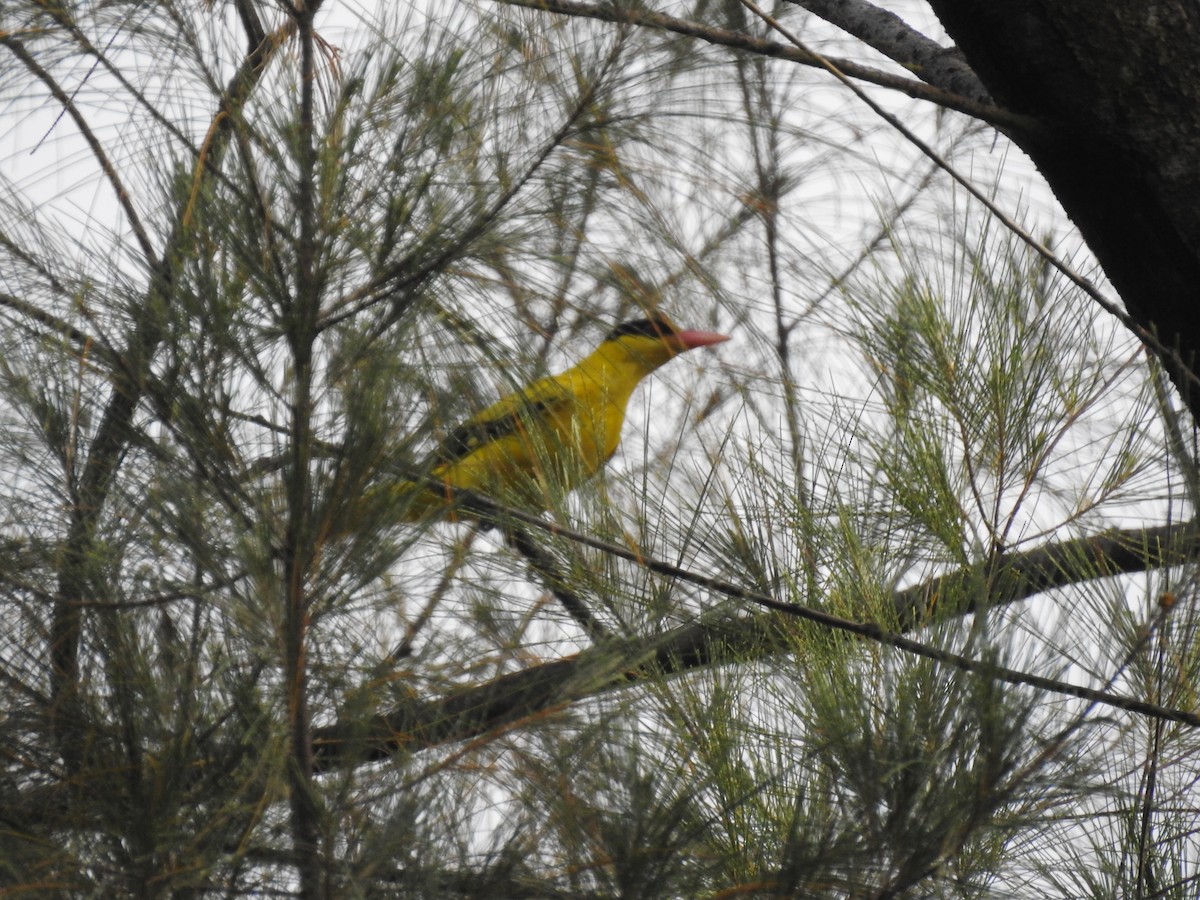 Black-naped Oriole - ML646433163