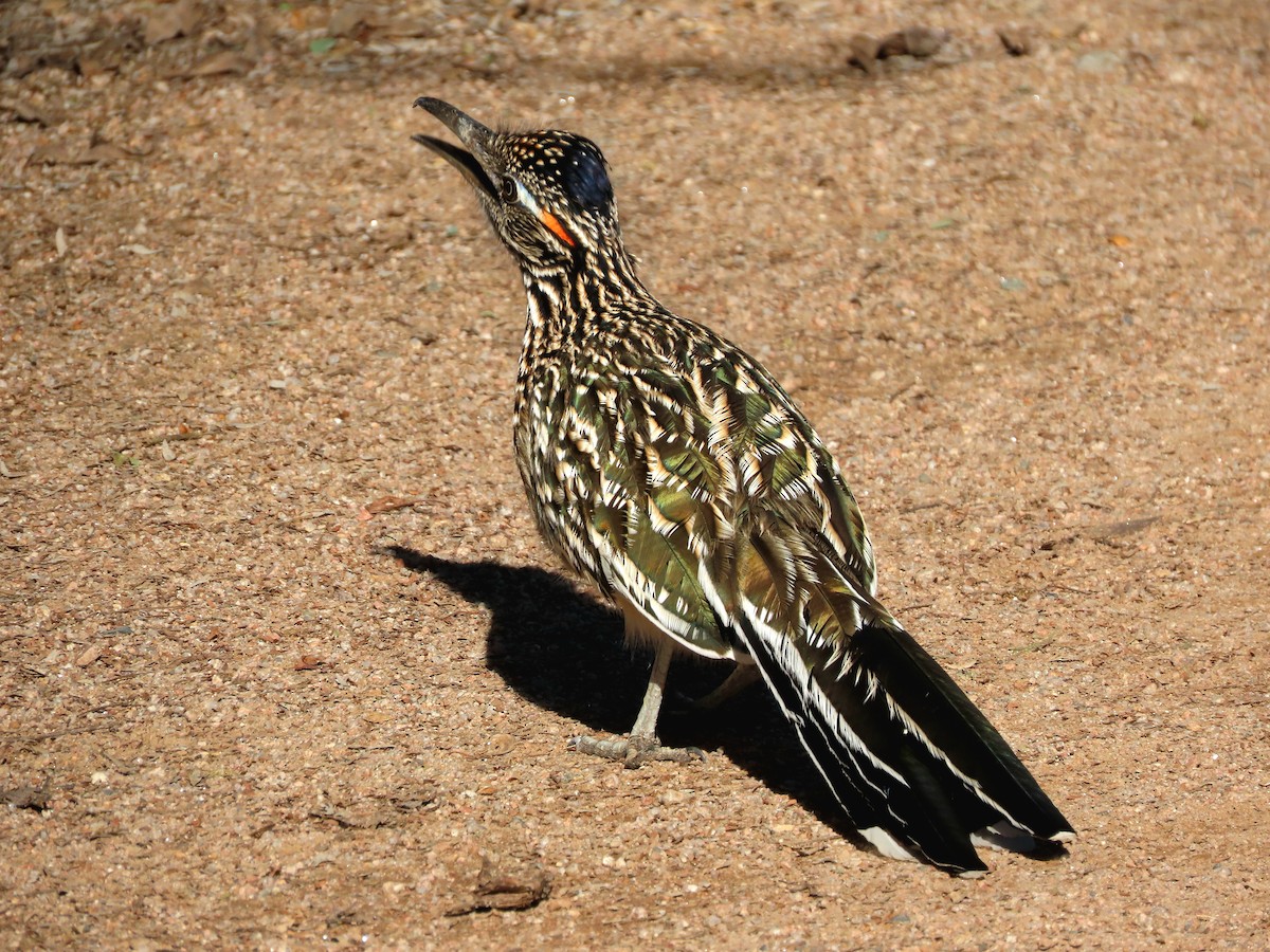 Greater Roadrunner - ML646433164