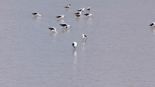 Banded Stilt - ML646433165