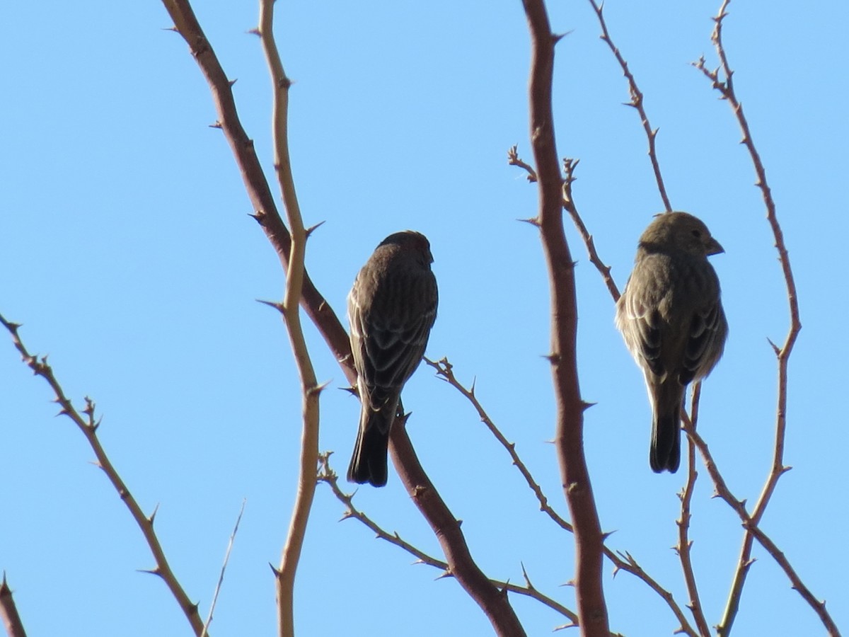 House Finch - ML646433168