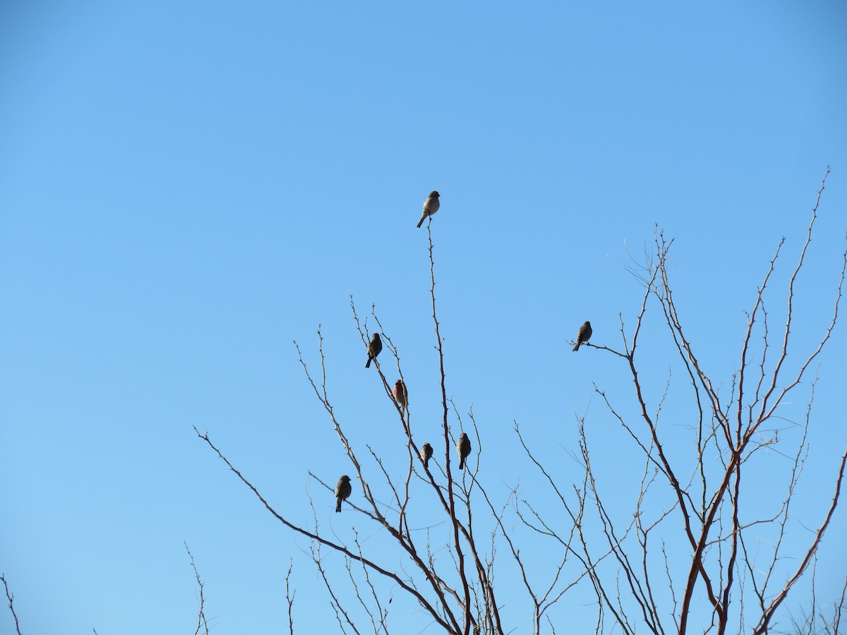 House Finch - ML646433169
