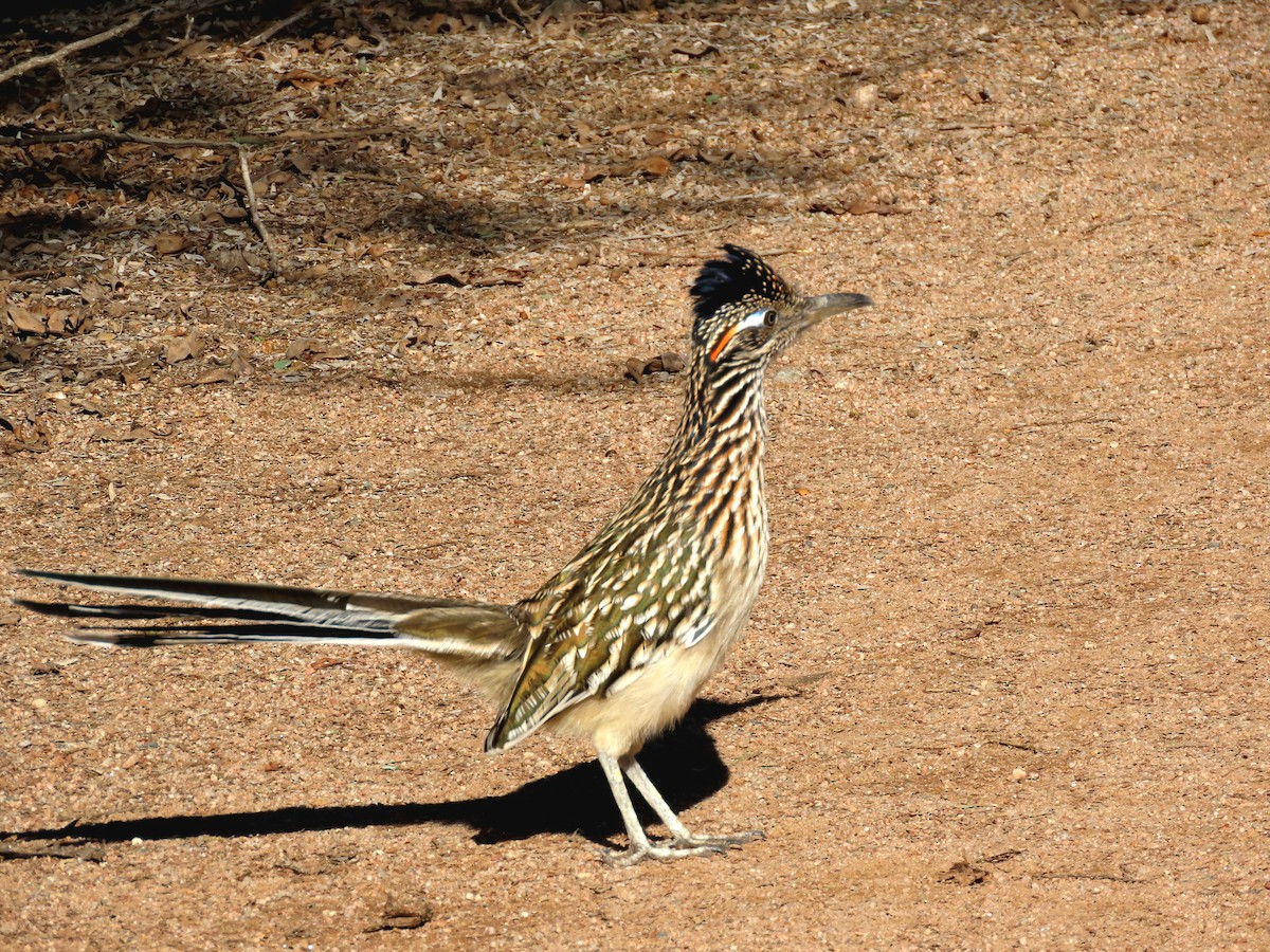 Greater Roadrunner - ML646433172