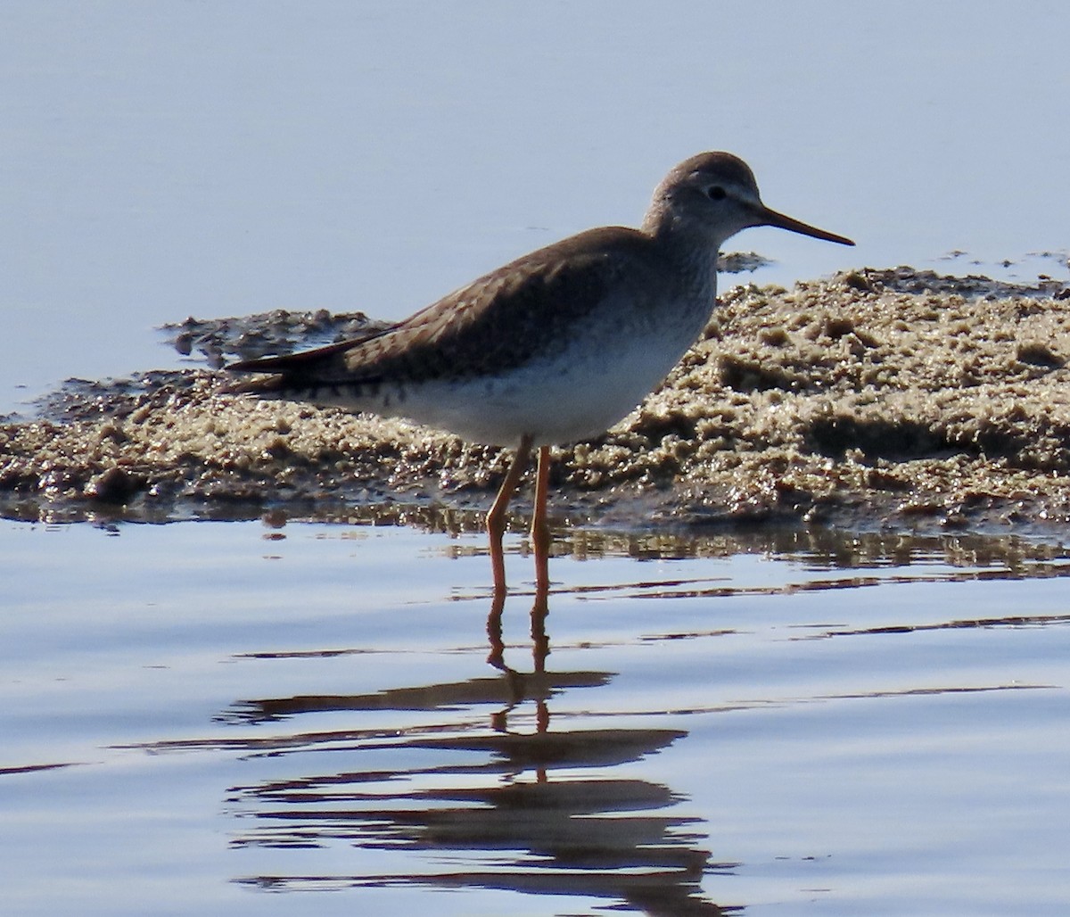 vodouš žlutonohý - ML646433173