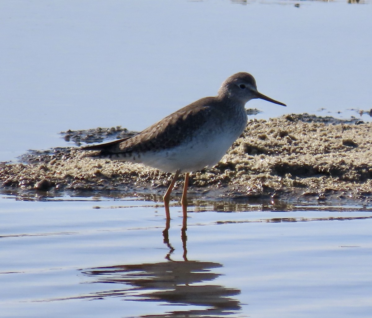 vodouš žlutonohý - ML646433174