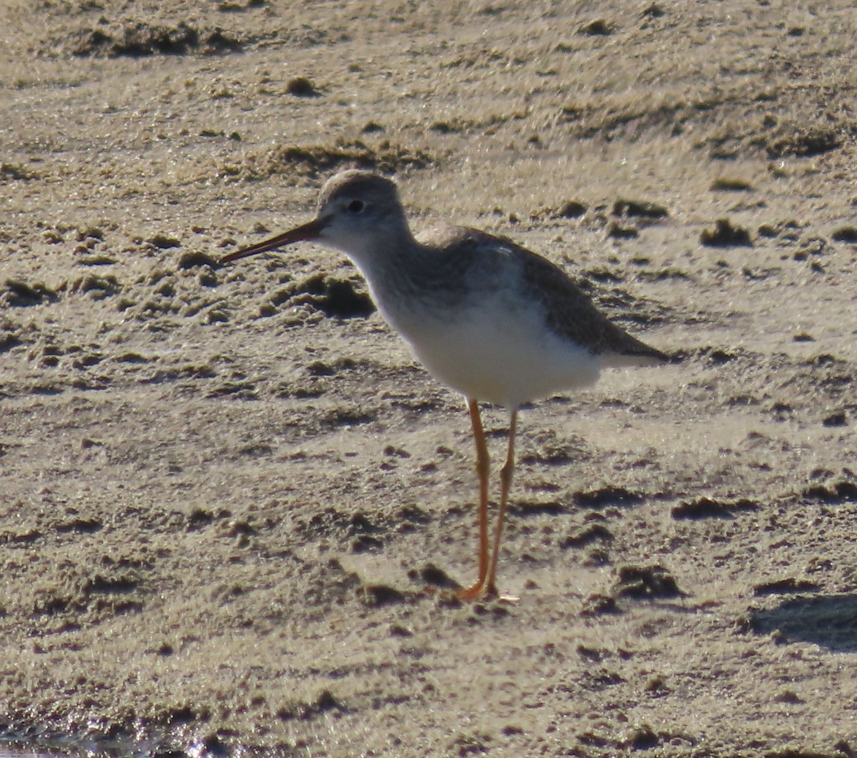 vodouš žlutonohý - ML646433175