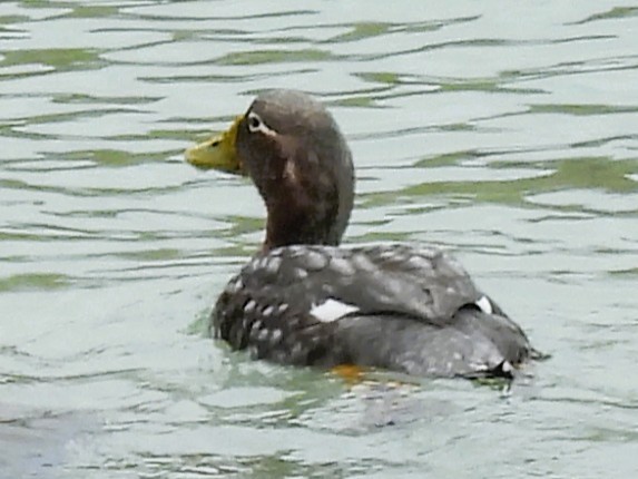 kachyně krátkokřídlá - ML646433177