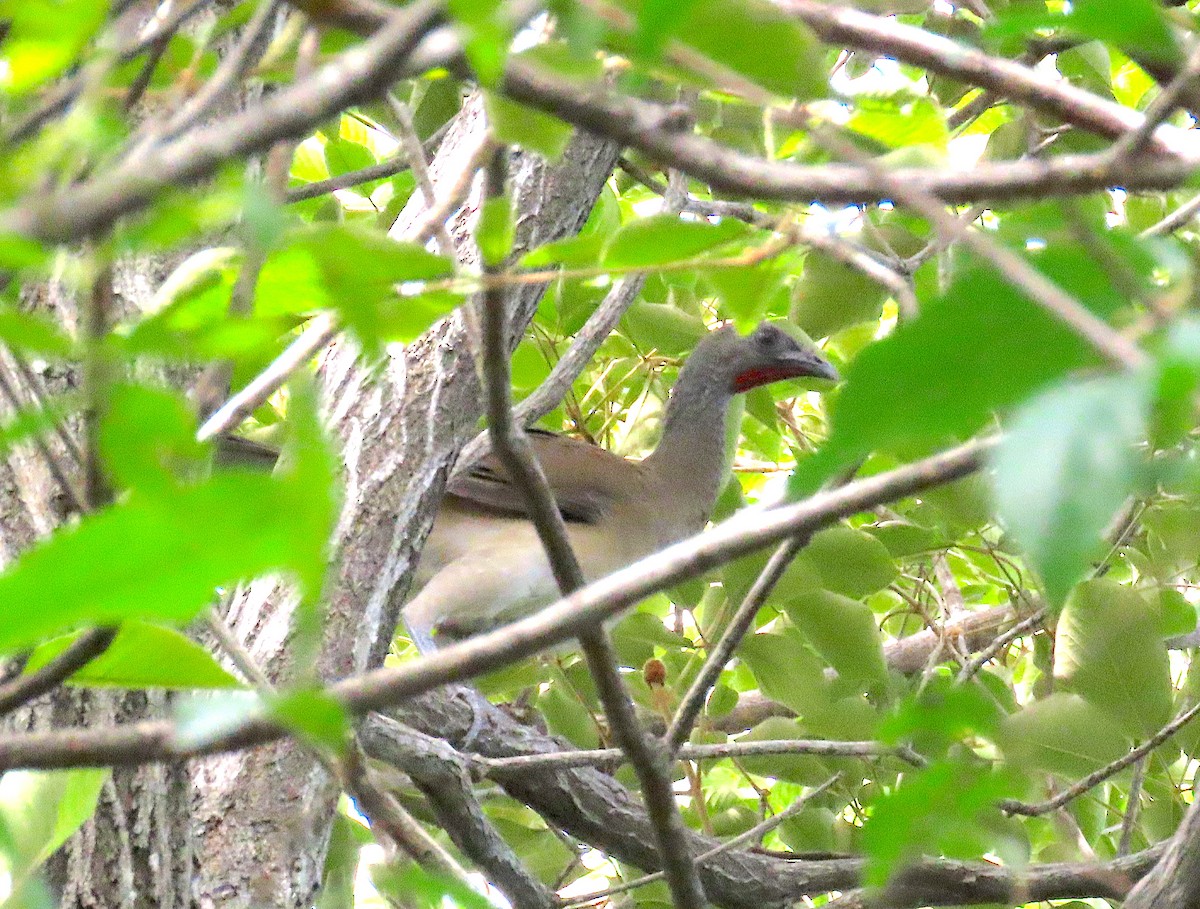 White-bellied Chachalaca - ML646433178
