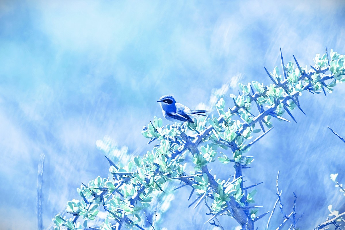 Fairy Flycatcher - ML646433179