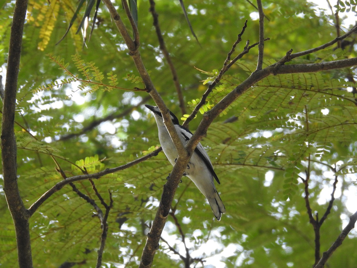 黑原鵑鵙 - ML646433180