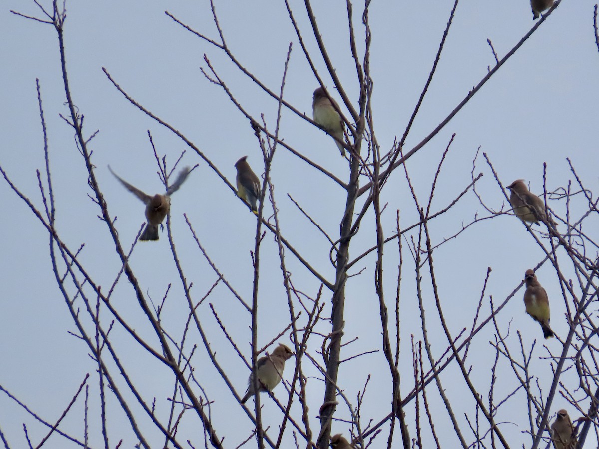 Cedar Waxwing - ML646433181