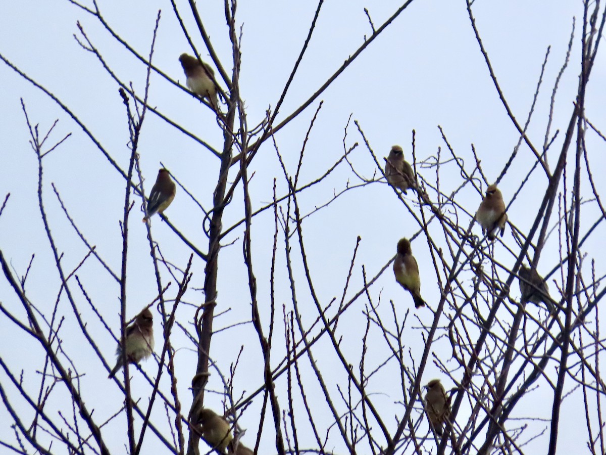 Cedar Waxwing - ML646433182