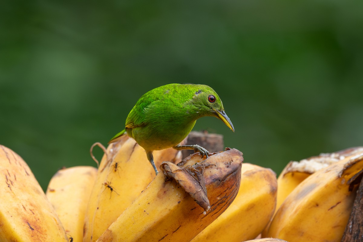 Green Honeycreeper - ML646433183