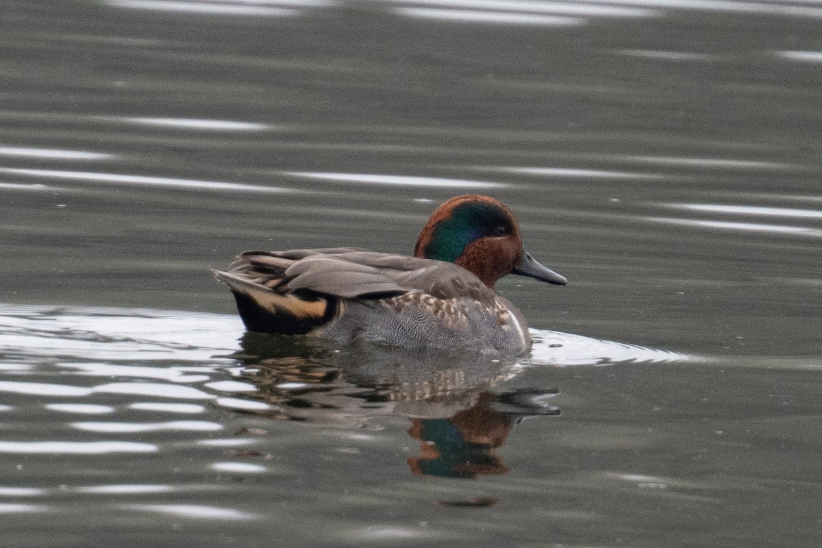 小水鴨(carolinensis) - ML646433184