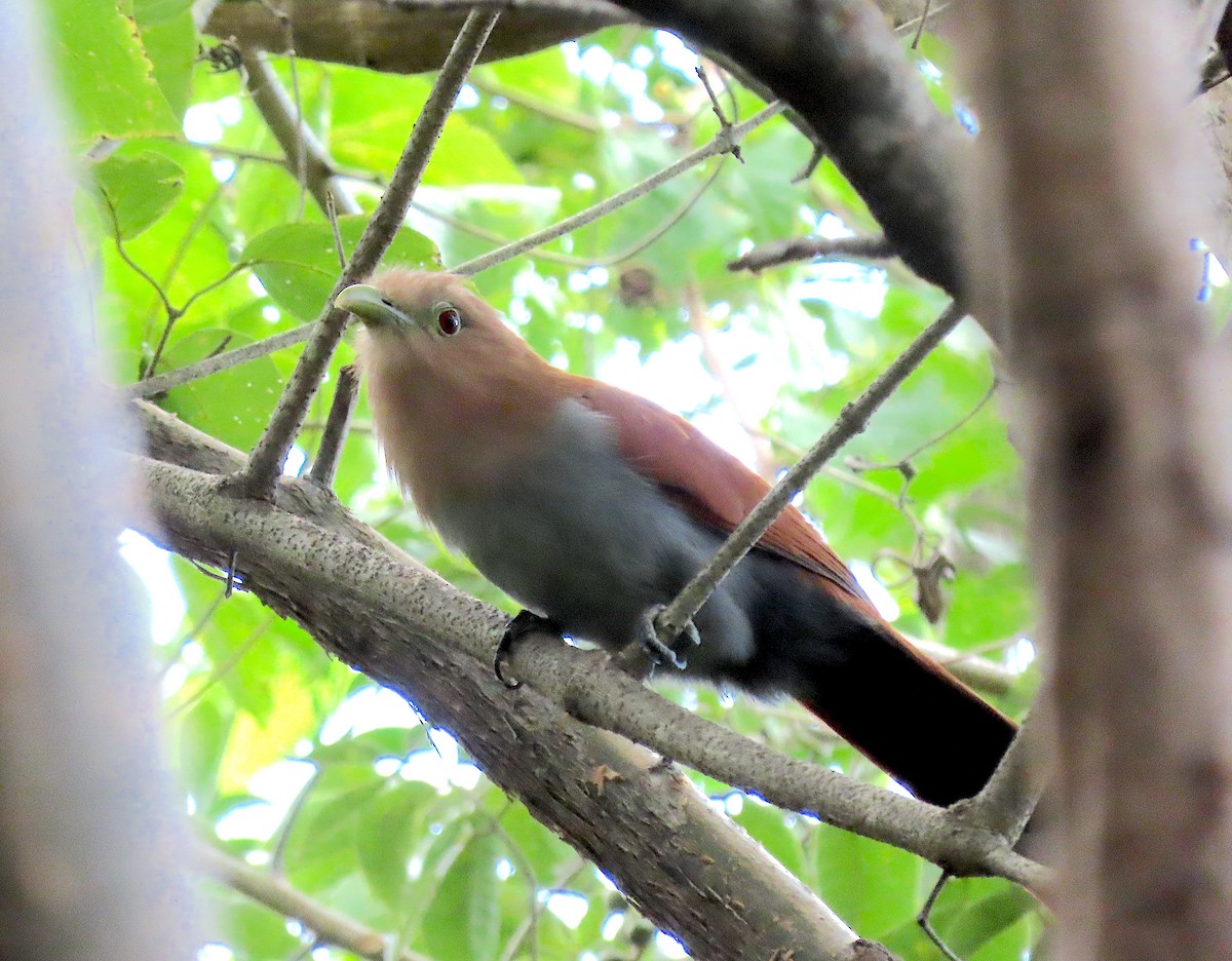 Common Squirrel-Cuckoo - ML646433185